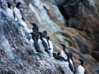 Trottellummen auf steiler Felswand, Vestmannaklippen_Insel Streymoy